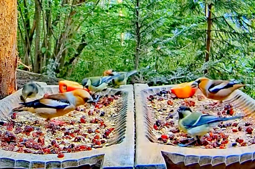 livebirdspoland_1ef8c72b803c56a1757c58dc945f944c.jpg