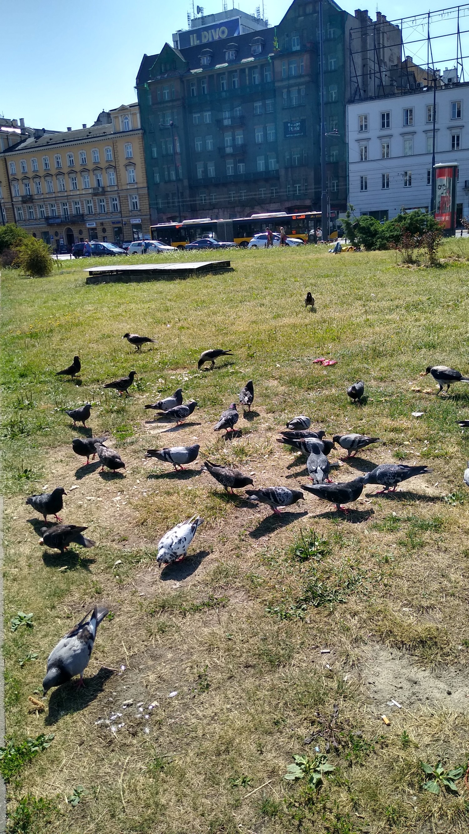 livebirdspoland_e0c6c9f1f110756da85293632bd43b84.jpg