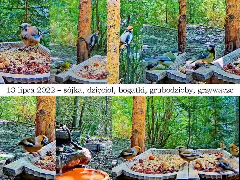 livebirdspoland_81f54e151287625523bab3dfdcf90615.jpg