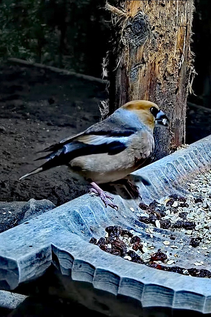livebirdspoland_17ae04dabf2764cf65aab30d7117ea6c.jpg