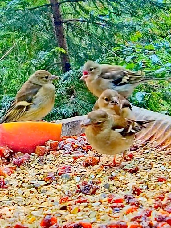 livebirdspoland_579f3fd0a5fca72c77ce975fc3e51417.jpg