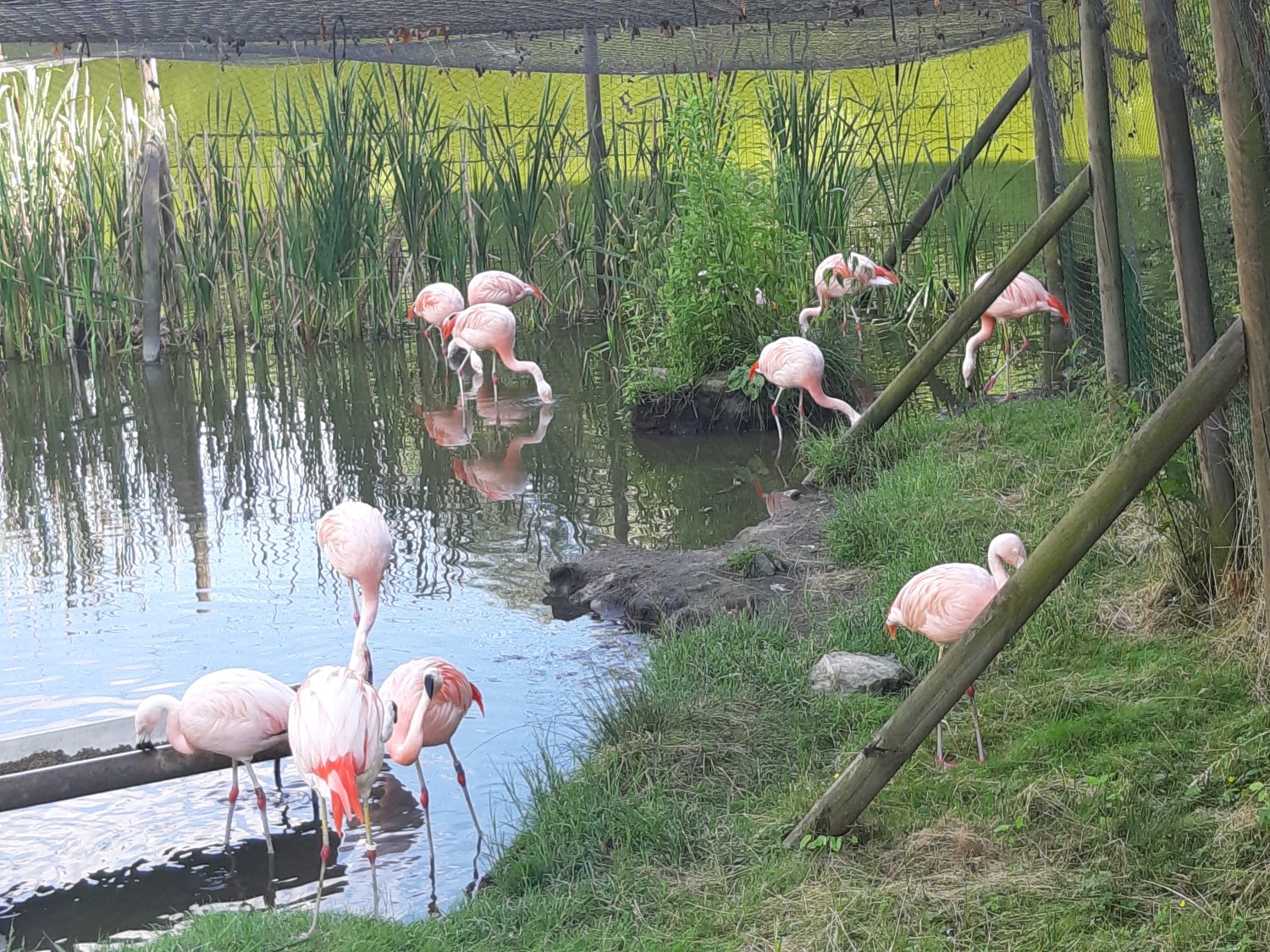 livebirdspoland_66eeff3569982038c56df424468e4a3d.jpg
