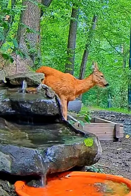 livebirdspoland_81f8f0cc6e1db3999378ea0a9a2b885f.jpg
