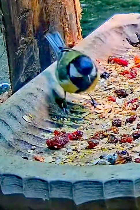 livebirdspoland_e95a202fe4b16abfee9d6af169c8e09a.jpg