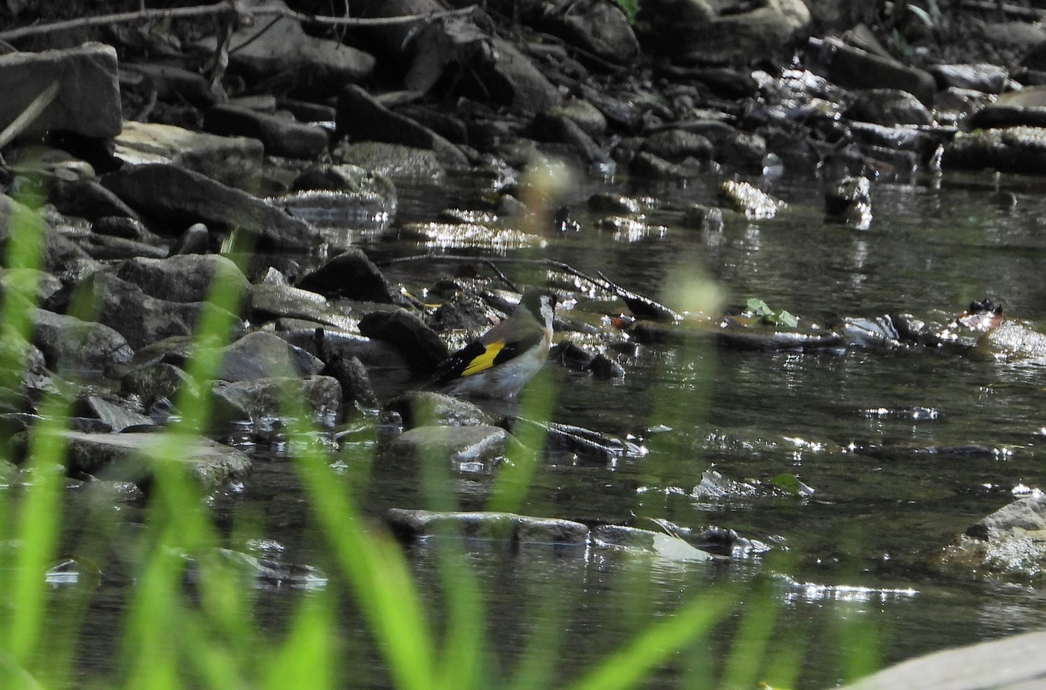 livebirdspoland_b30246d84ae0a6e120d3bab9ba70668c.jpg