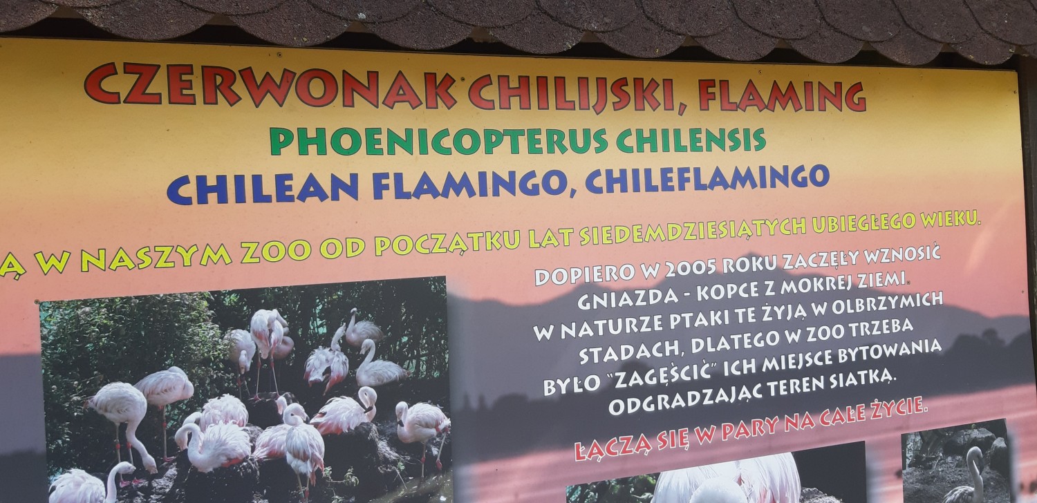 livebirdspoland_e0cc38f68fe83bf48966773ec180ebe7.jpg
