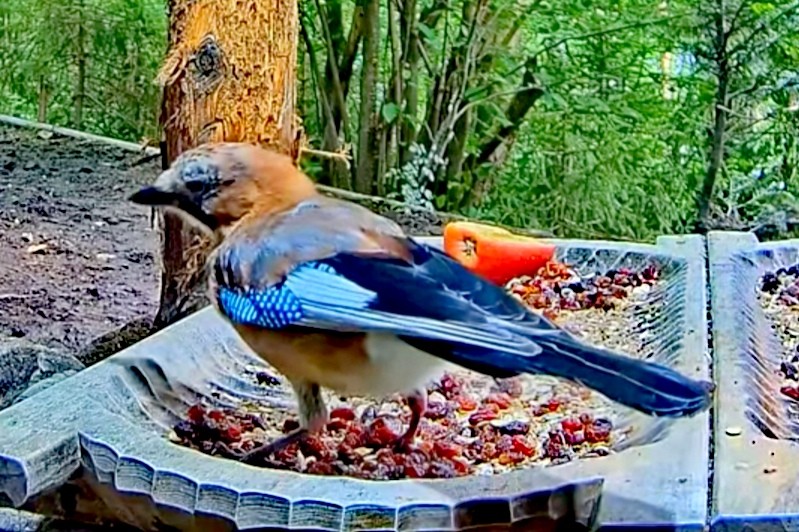 livebirdspoland_da7754991316e2c59e2b14e6d482197a.jpg