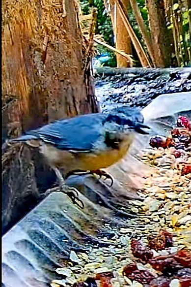 livebirdspoland_5176444a2f339abeaab7b60b3cd6092b.jpg