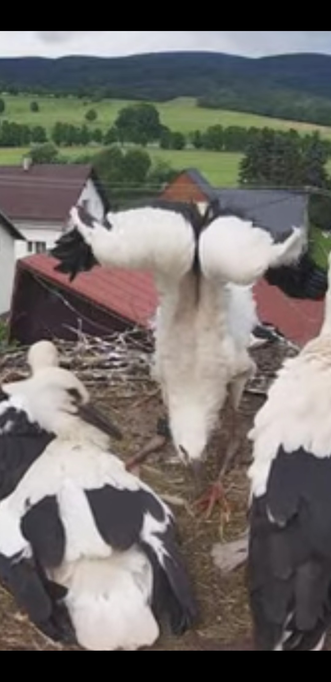 livebirdspoland_90c233fa43249deb59e1ac8fd5c0d75c.jpg