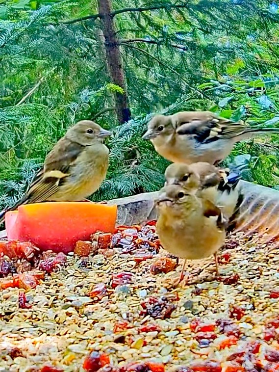 livebirdspoland_377a5c4de7e50cd376d69ddaafa9b1f0.jpg