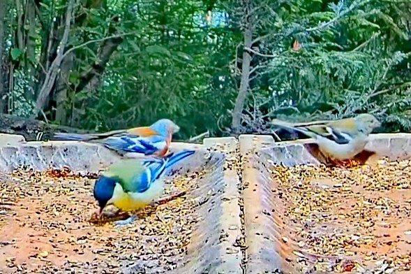 livebirdspoland_de988c01cd4e7b3c0df02c1349b6c4e5.jpg