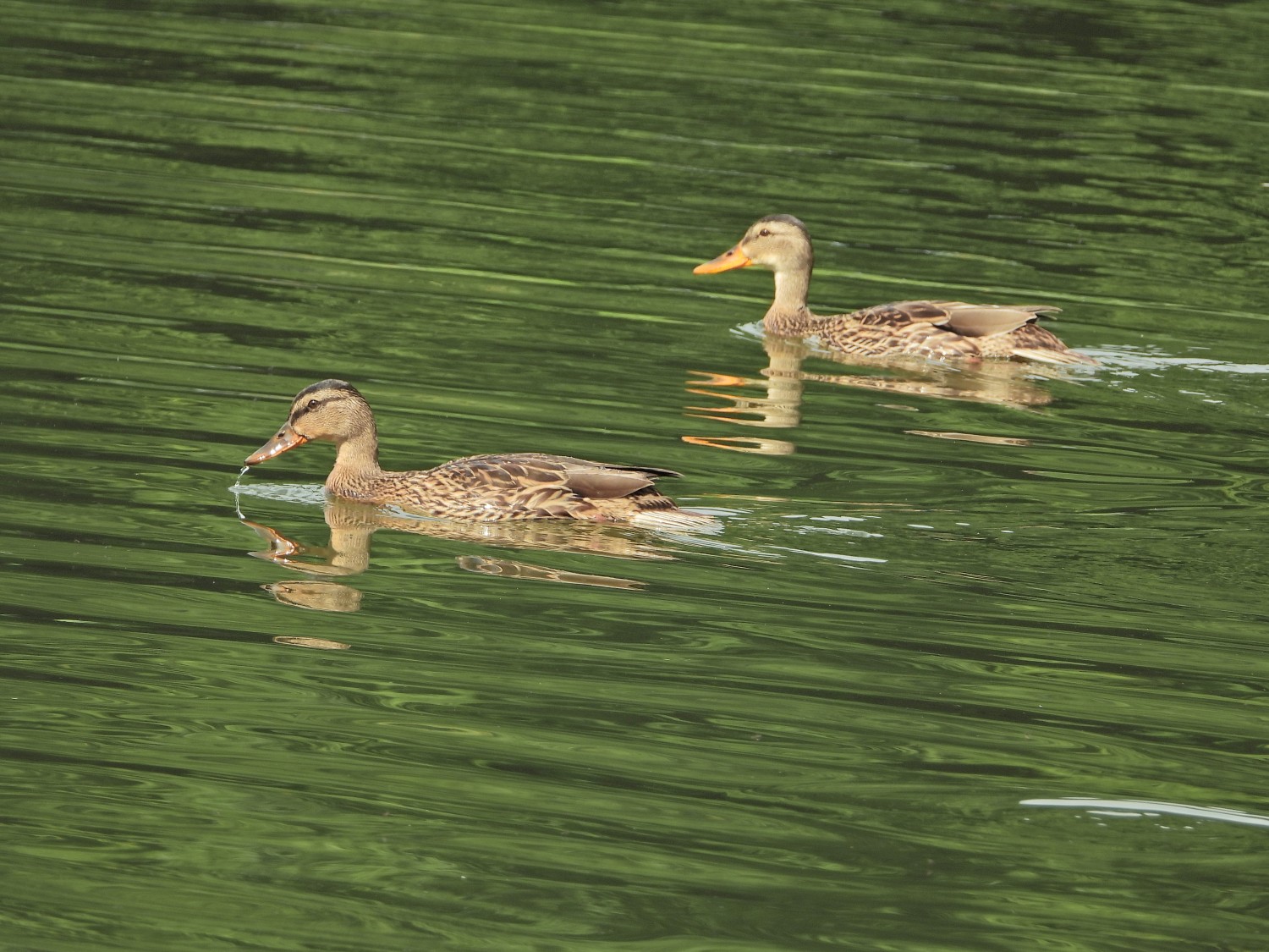 livebirdspoland_47a2708e477c210a9ed4962a3a539366.jpg