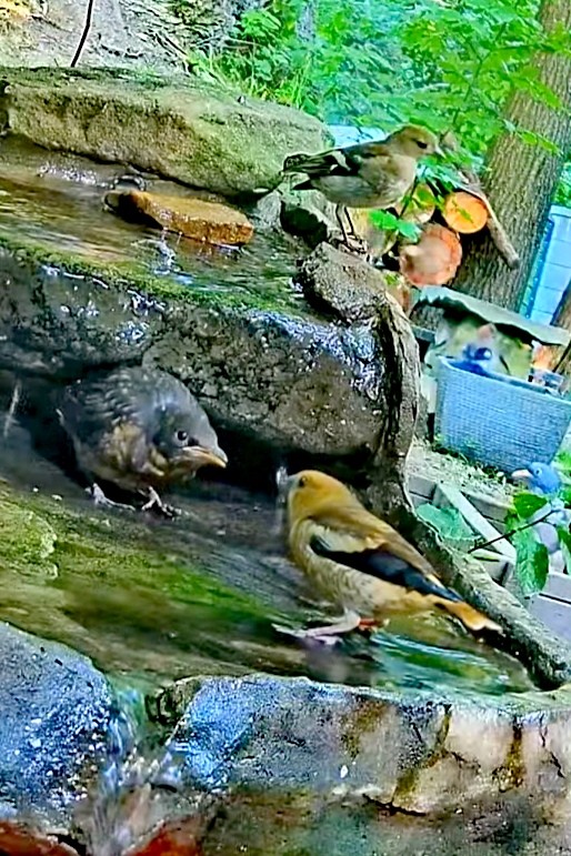 livebirdspoland_1949dbc6bec78f1f7568f03bb7e4ee8f.jpg