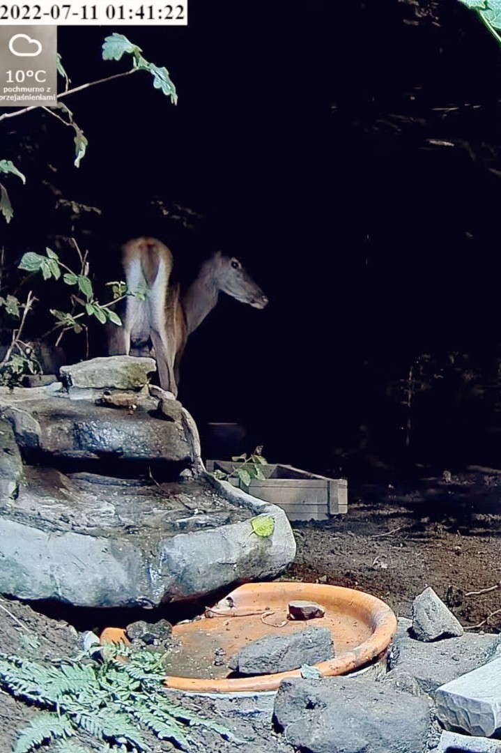 livebirdspoland_4220d24e573d32c62b9408b69b572538.jpg