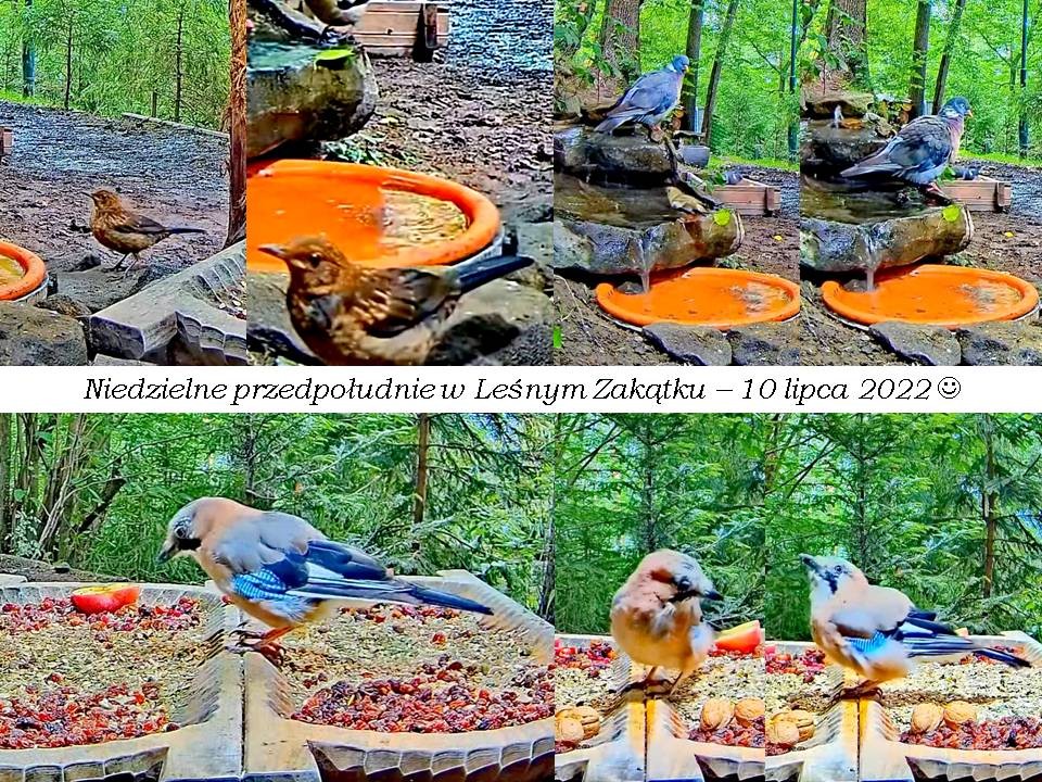 livebirdspoland_a0fd510e68b14e74af6ab255d27e6895.jpg