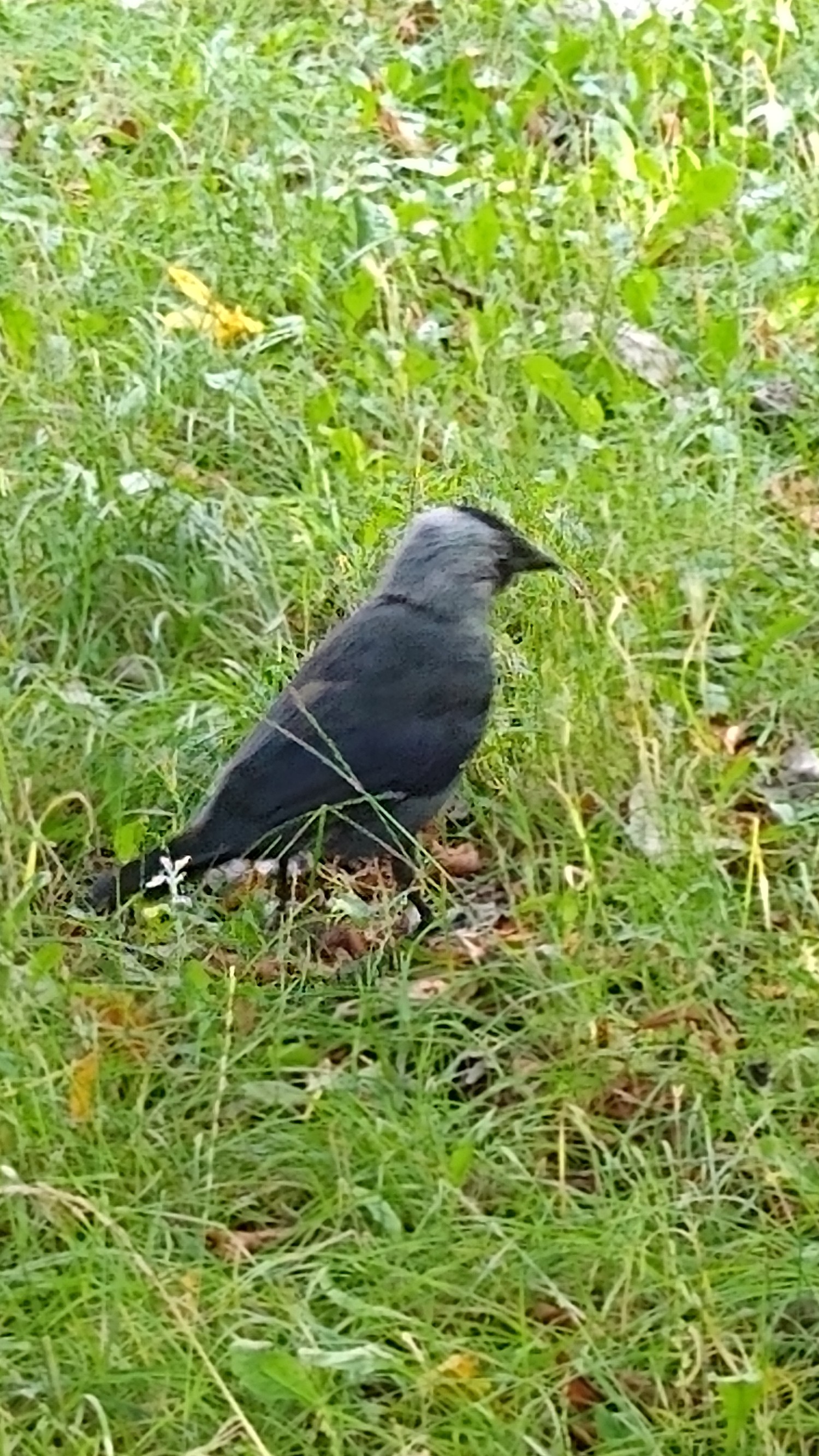 livebirdspoland_2f095c98258b33e8fd9542775f2dc1aa.jpg