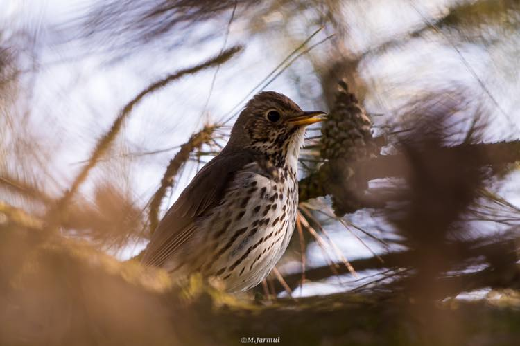 livebirdspoland_1e4c20f11a4eb558fcfa8bfd632a0823.png