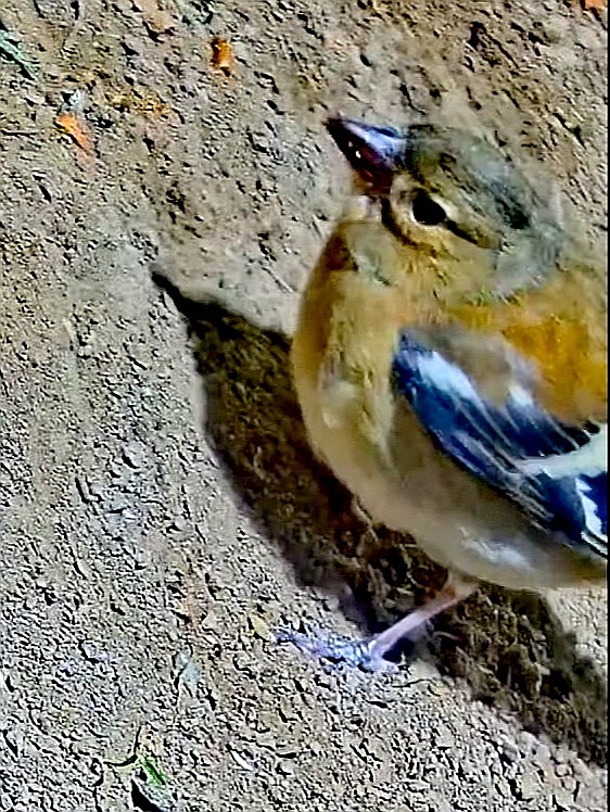 livebirdspoland_e5a1f299adcc12ca29125fa8732db831.jpg
