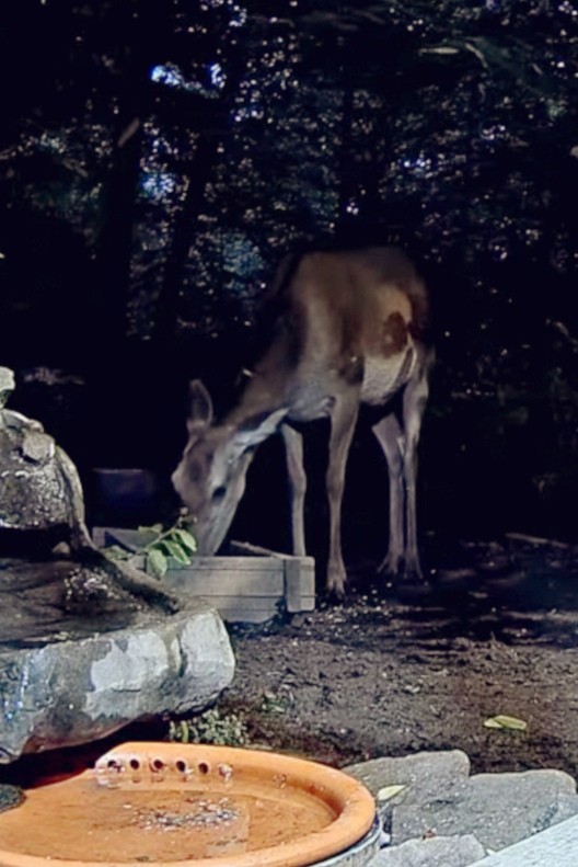 livebirdspoland_93c23e7dc386c77ef8cb40d1df5cb8f9.jpg