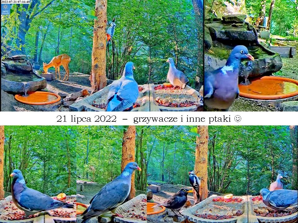 livebirdspoland_51b1c75e8260f780c4fdb48237df2819.jpg