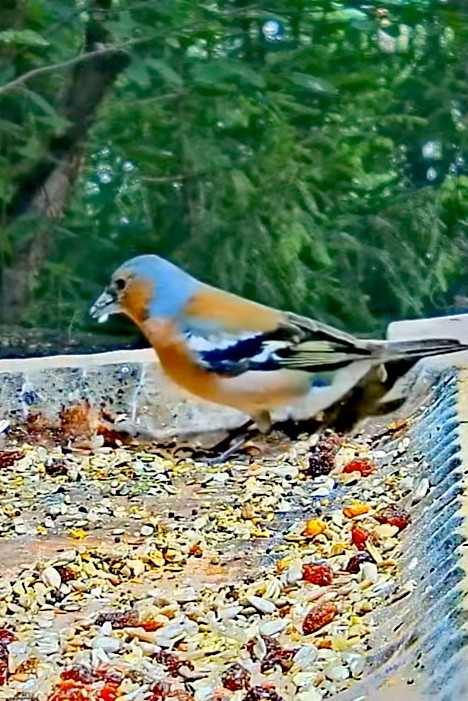 livebirdspoland_90e6ae3695cd981696aeef2c842e7370.jpg
