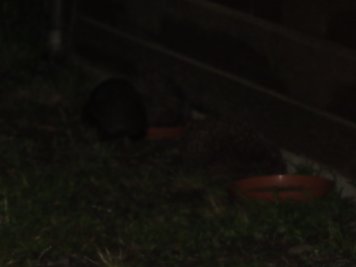 livebirdspoland_ba46efae6580691f0a281d1f1c7b90c5.jpg