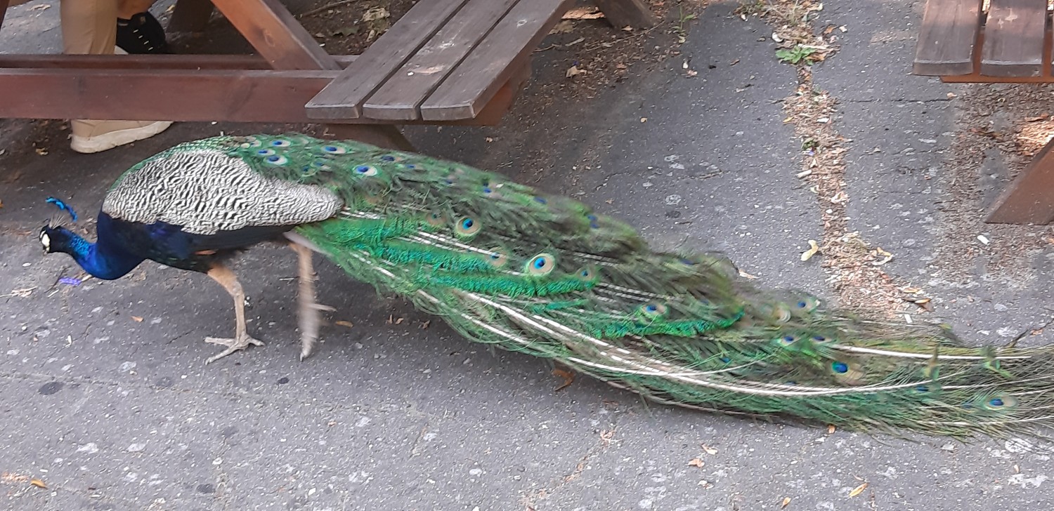 livebirdspoland_f495e7c89e6e4addba2c218d50a294c1.jpg