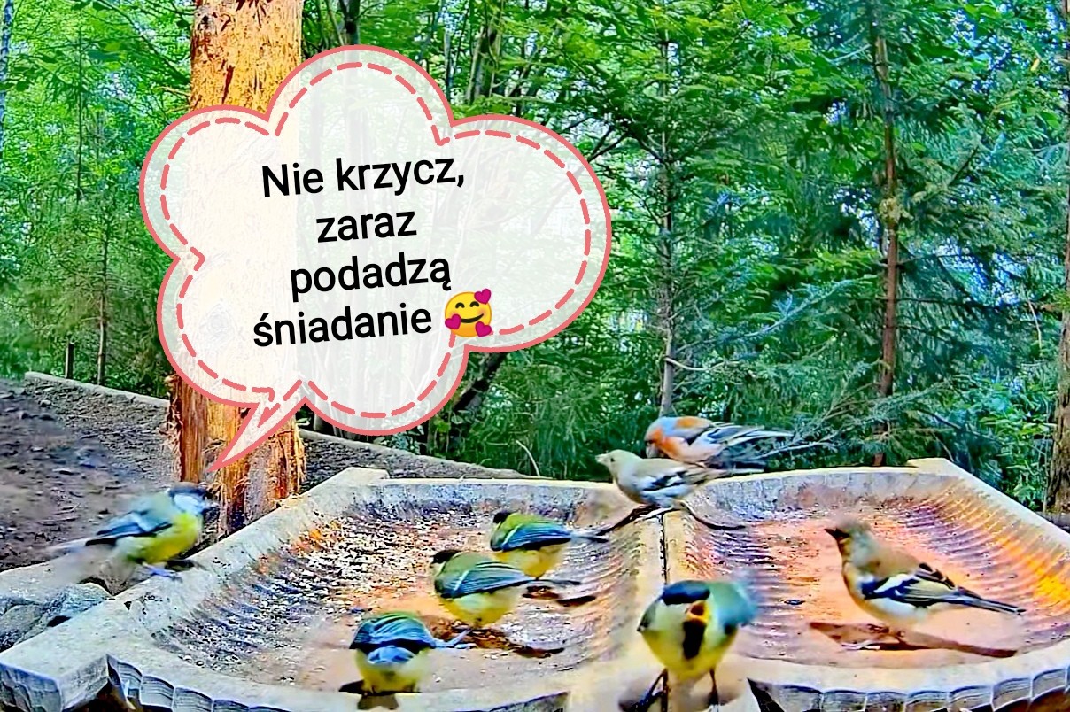 livebirdspoland_a47c2da6b4a91d5dd59459ce5553307b.jpg