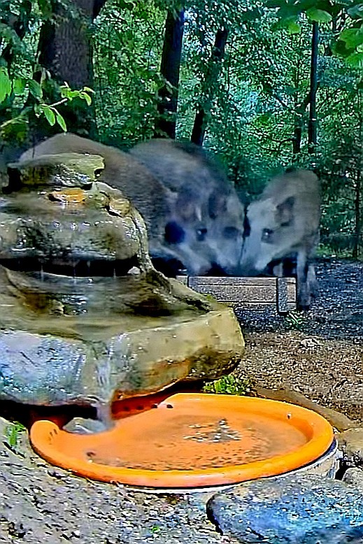 livebirdspoland_e53513233439d3ad6241be0ded235e9e.jpg