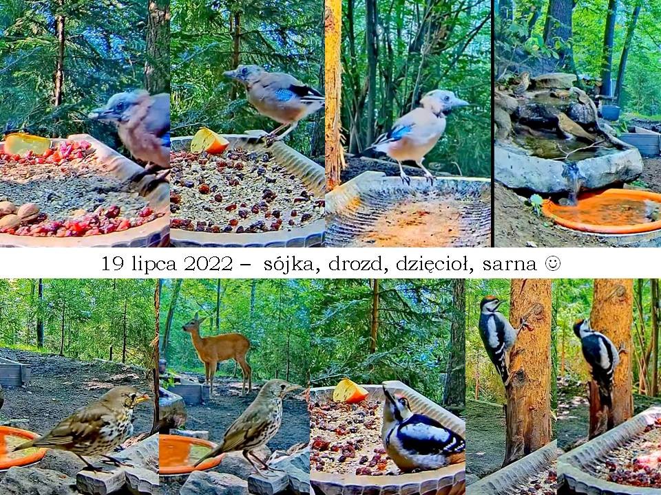 livebirdspoland_78afdb47383aa389ffc7911bbb6ae151.jpg