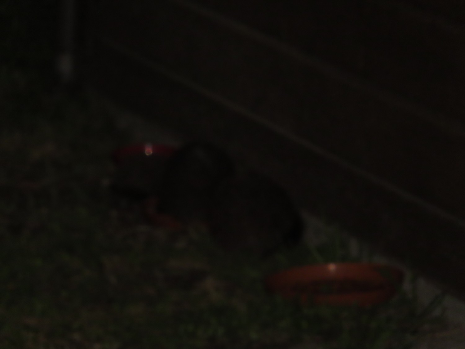 livebirdspoland_b58abd7c9c443b4b91094ffd32a735c7.jpg