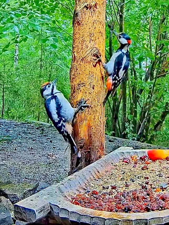 livebirdspoland_3c12b98937b6c1ca285c3018125f2b87.jpg