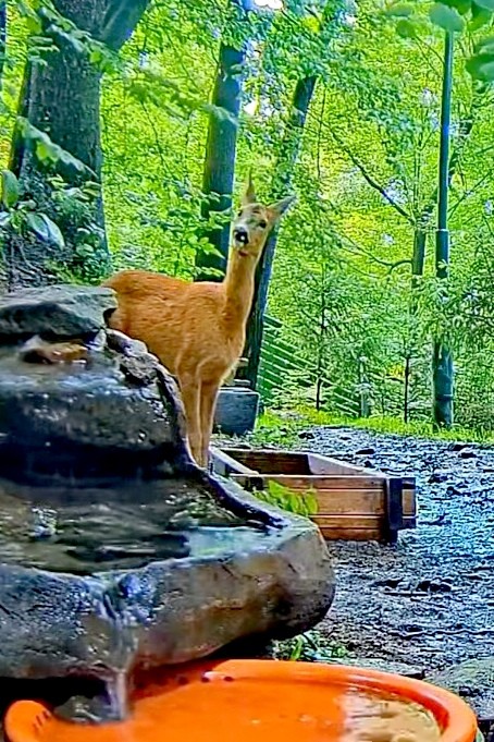 livebirdspoland_e1136fb96c79f8c8ebd368f38e9c6578.jpg
