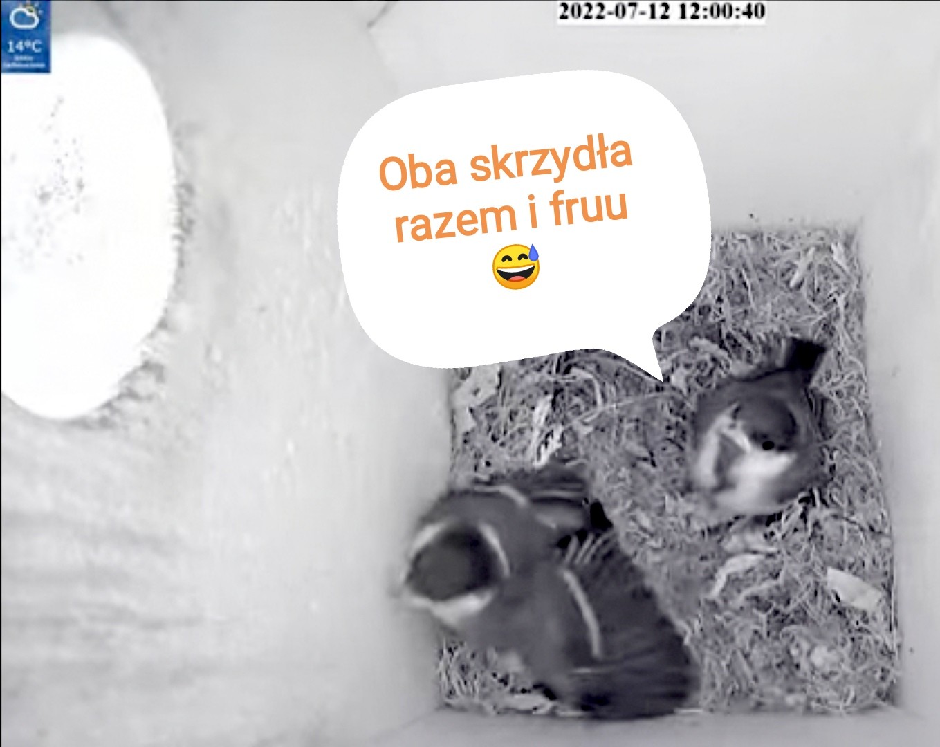livebirdspoland_a06ebe1201b0428d84e85d279138d617.jpg