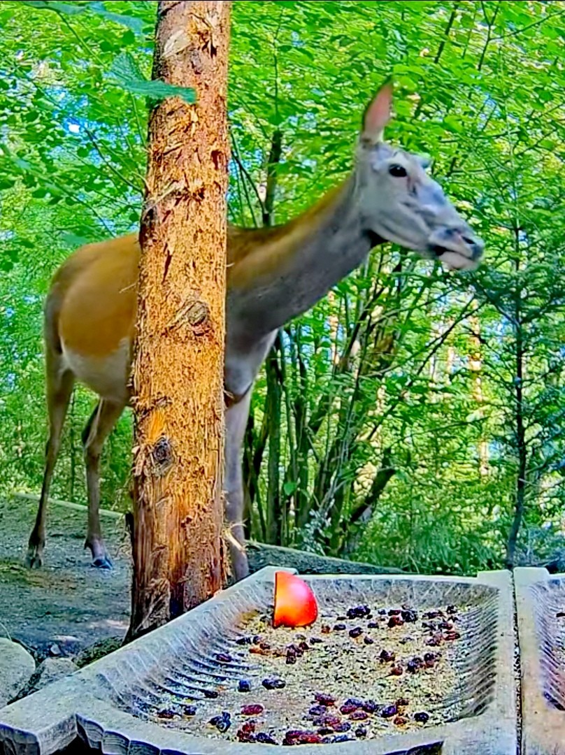 livebirdspoland_5425f1f56b6c1d487c50804b70130b7e.jpg
