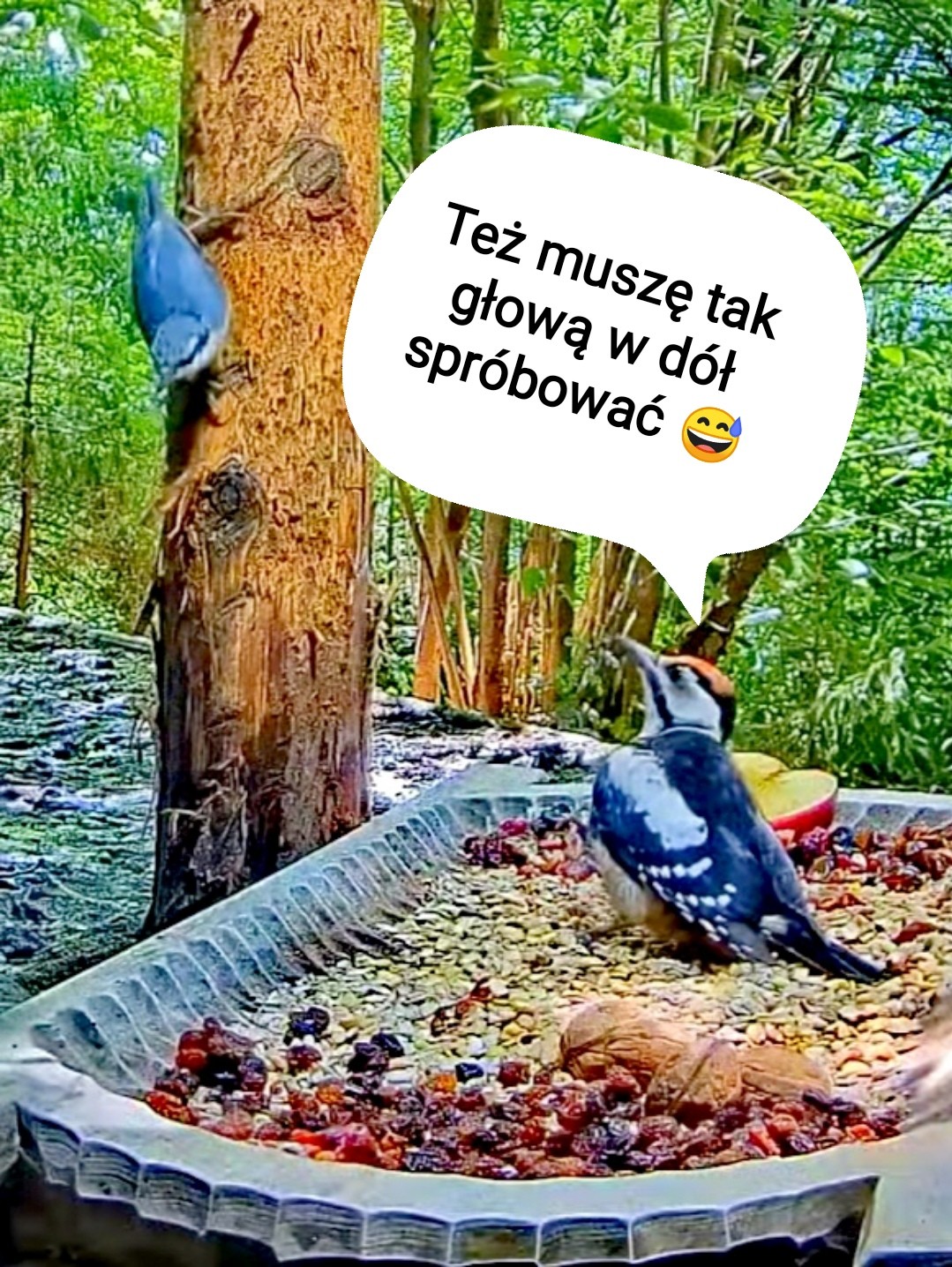 livebirdspoland_b6b798cf8300fad1baeb44bf31a9801c.jpg