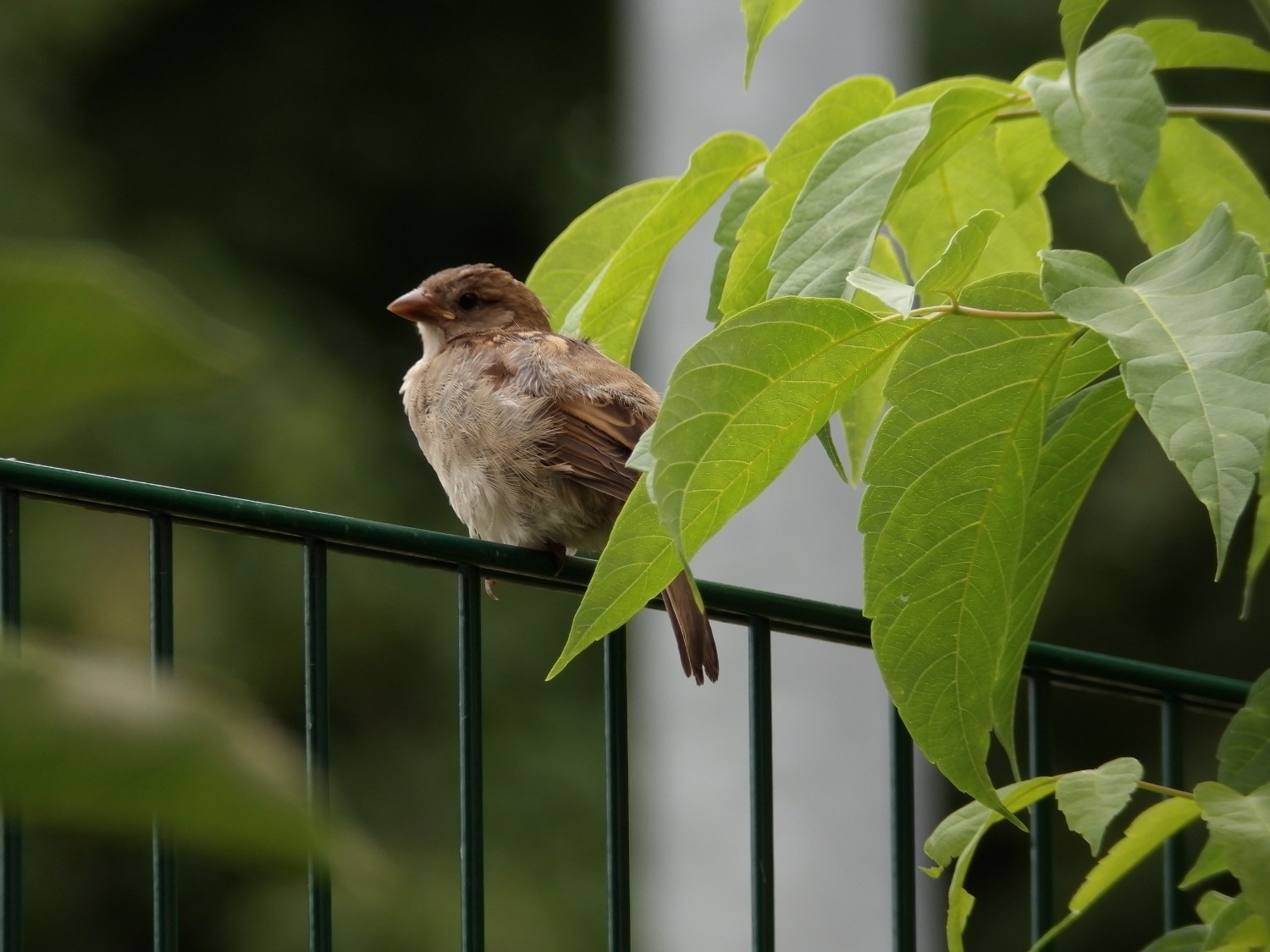 livebirdspoland_4e3d889d9943d469bd03fd304967e325.jpg