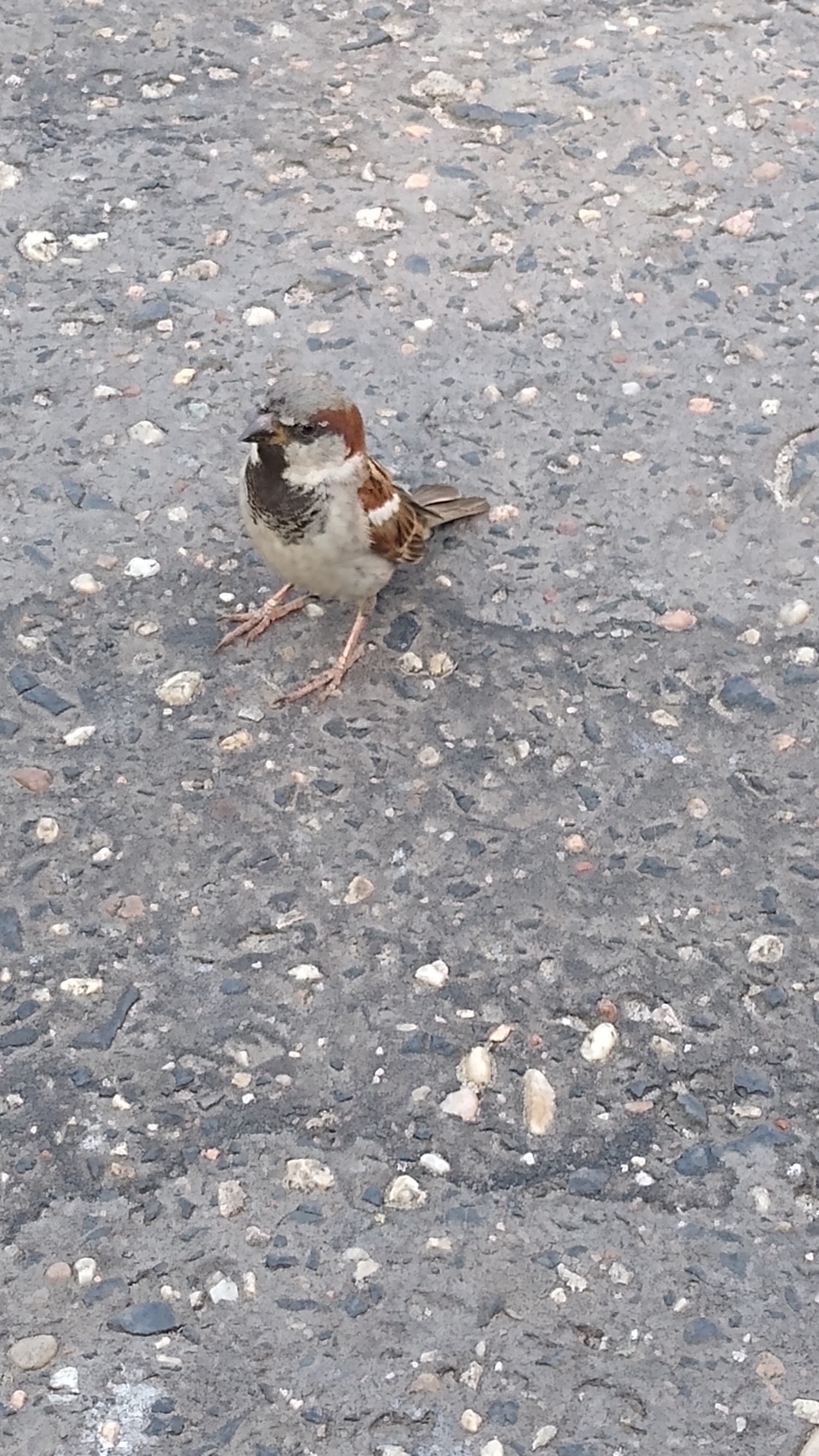 livebirdspoland_15cfe99eded13a45f5da7e7de636870e.jpg