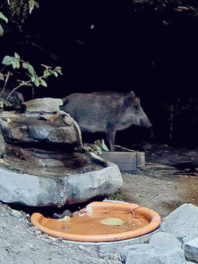 livebirdspoland_0bec06d2407a3c751939d8902866a21a.jpg