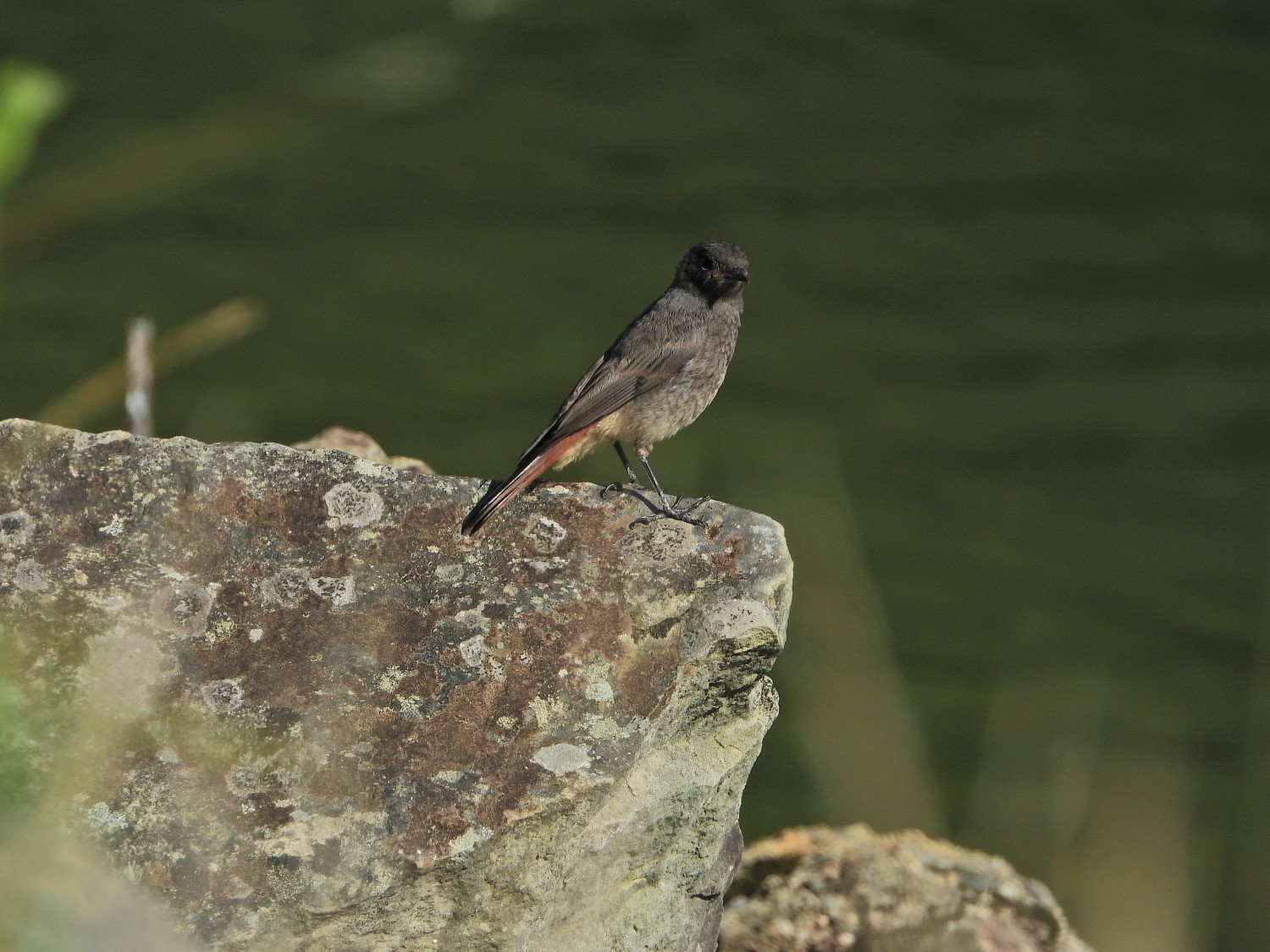 livebirdspoland_43725dcfc7a376e5d94fede7d529c64e.jpg