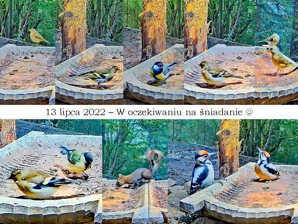 livebirdspoland_4b185a2fda94b93cfb3374c94339a7f3.jpg