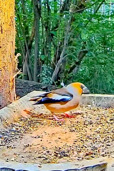 livebirdspoland_fecd5f241be87700dba558bc89a4e2b6.jpg