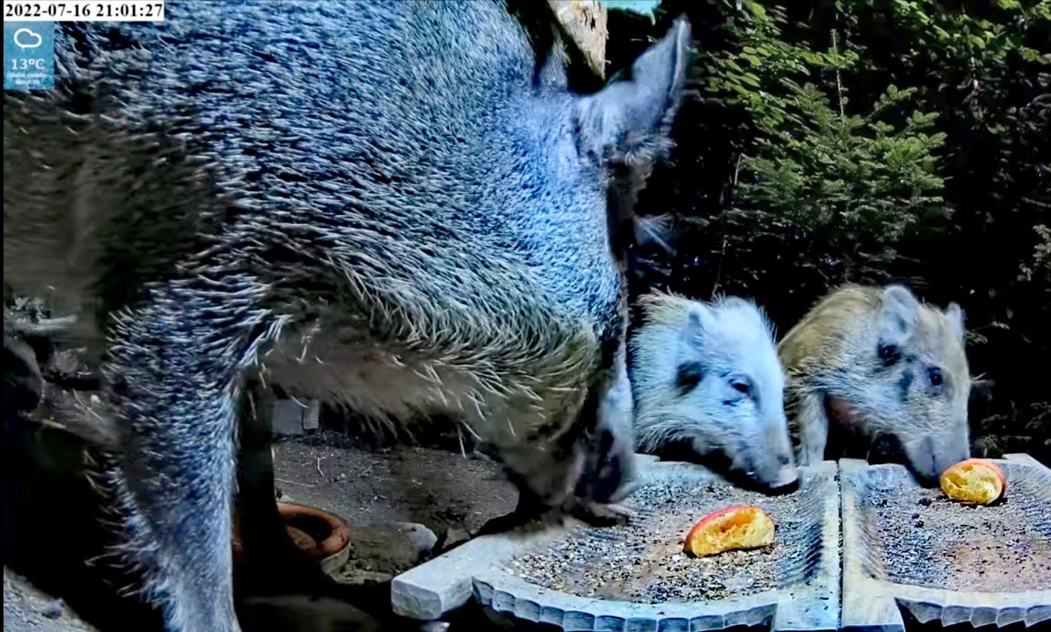 livebirdspoland_d7dfff4c5d332f3004f720bb01cc696d.jpg
