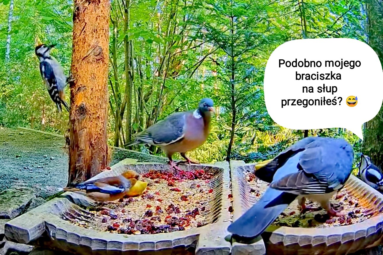 livebirdspoland_2748986b34818b84520d286029a0be2b.jpg