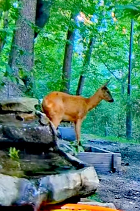 livebirdspoland_51506103d09fb298faabf2c9b810d3df.jpg