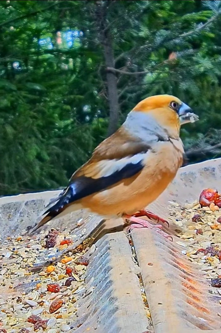 livebirdspoland_2ae21380cf03cff3eb6feca2c2ad5b6d.jpg