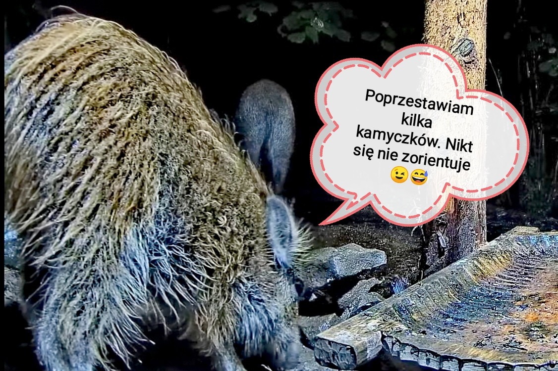 livebirdspoland_f836981845479987bec8f69c1e51d02b.jpg