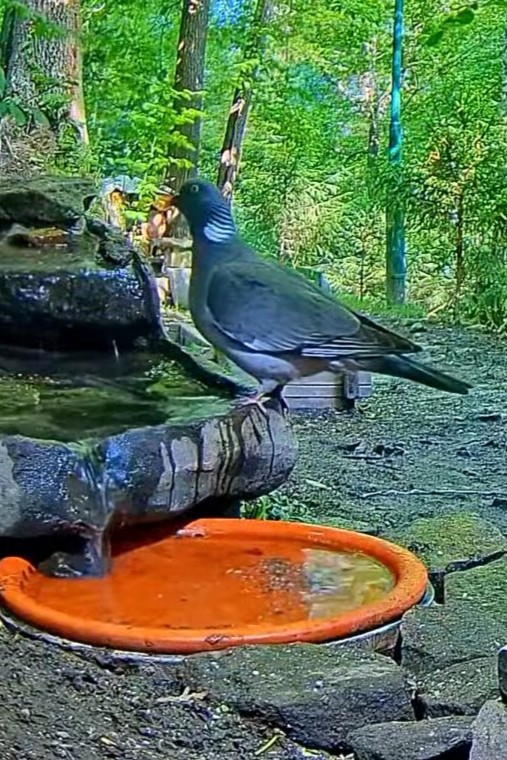 livebirdspoland_c9003febfb9f6c938131831da2ba1349.jpg