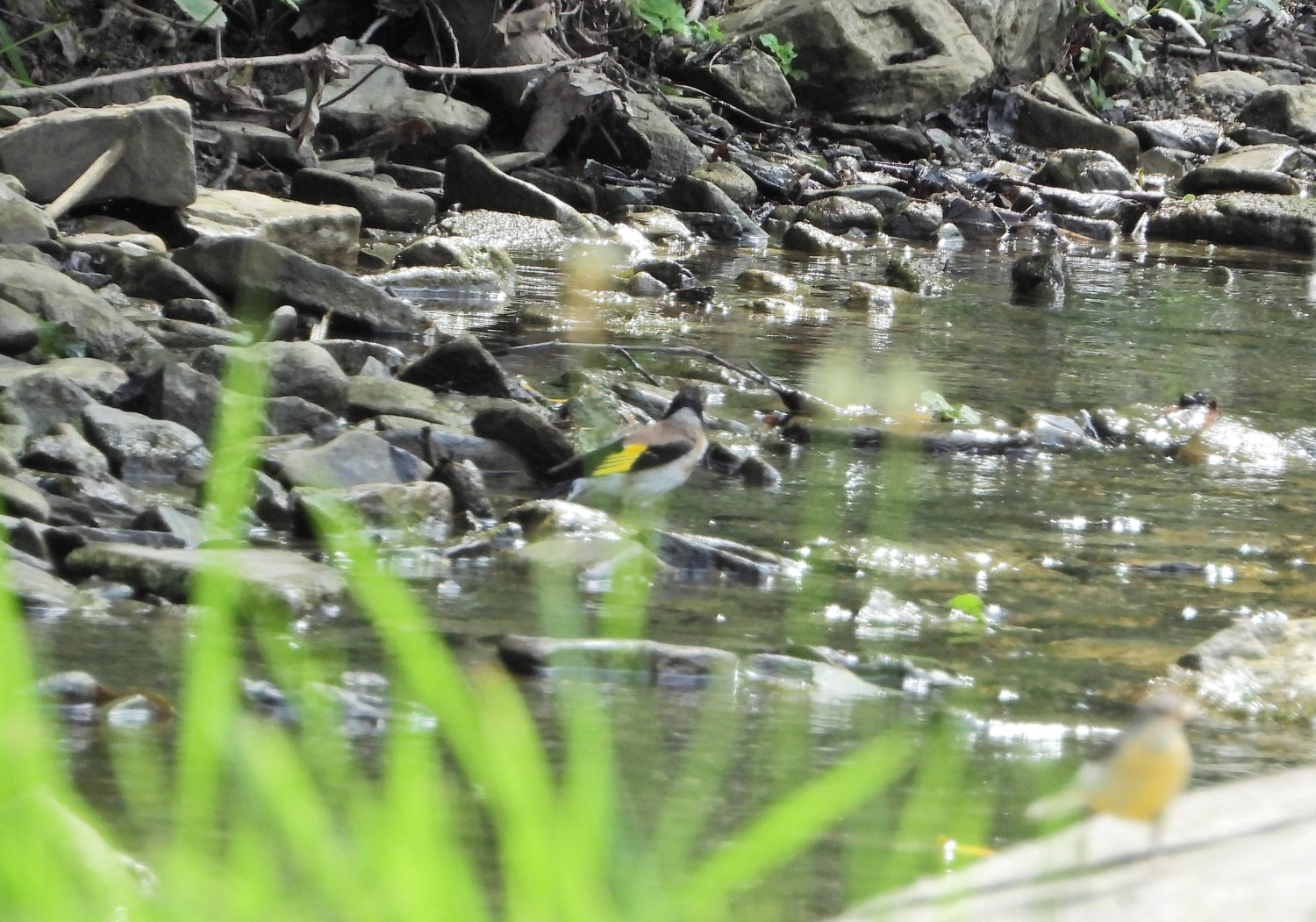 livebirdspoland_f5a247f7e06fe89df4165b6dd5d30cb8.jpg