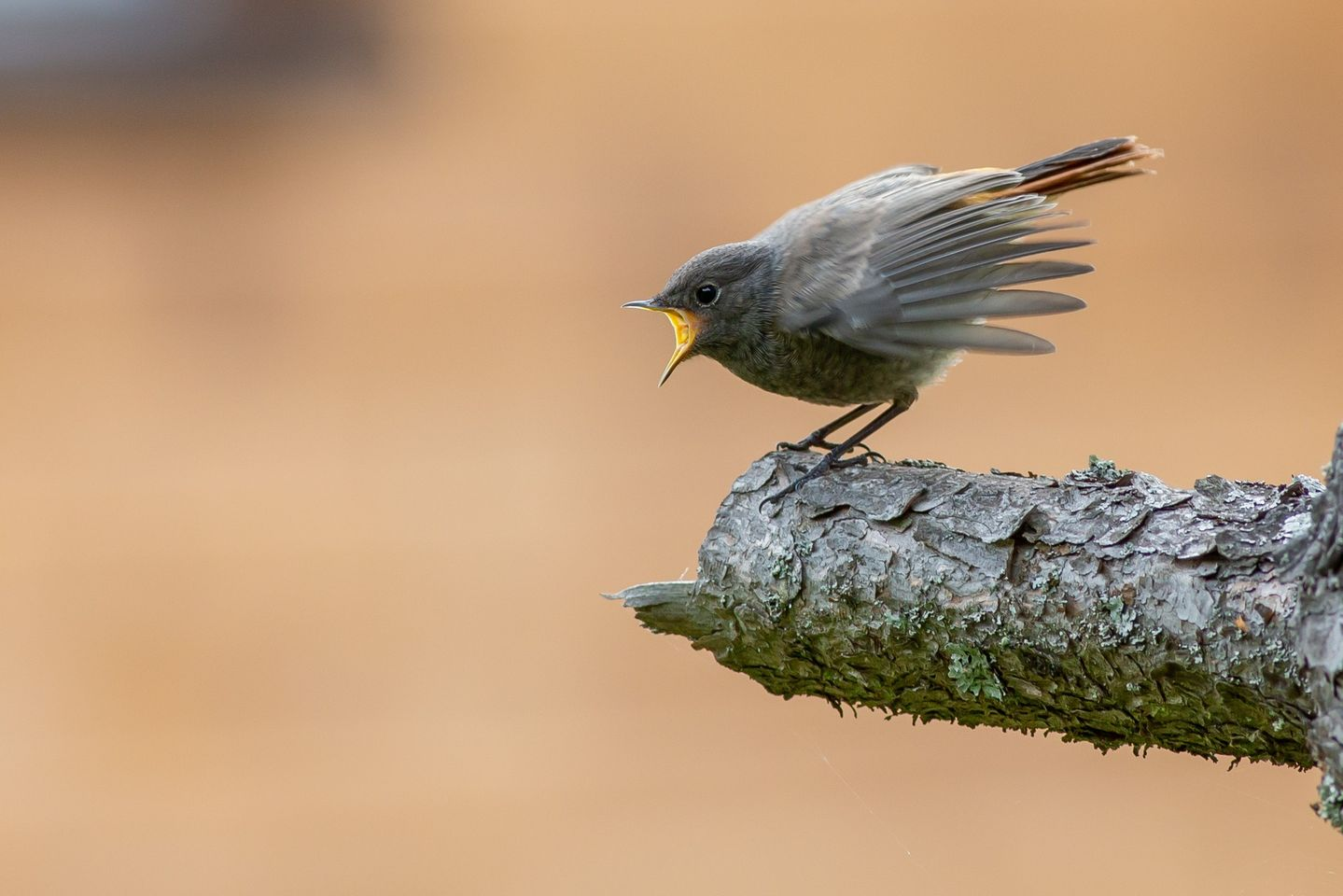 livebirdspoland_4cb4d8536effa5bb829640c061438e77.png